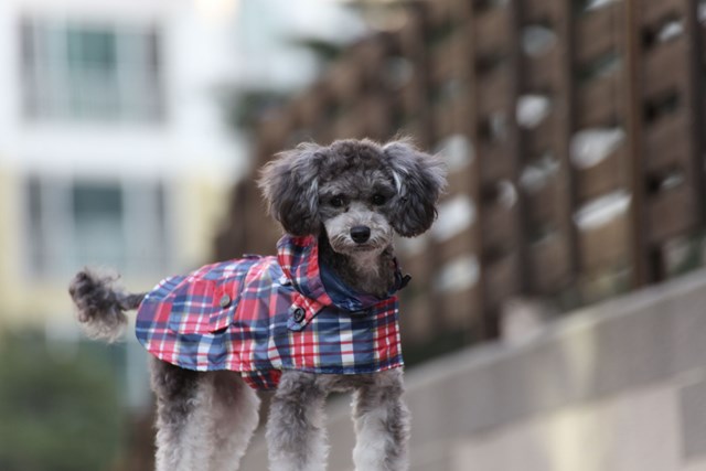 Barrington Navy - Regntäcke