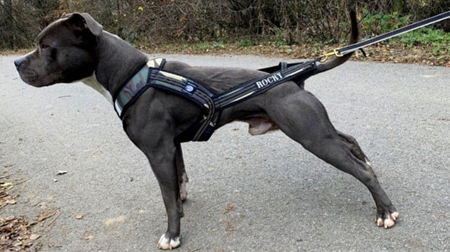 Zero DC Faster Camo & Svart