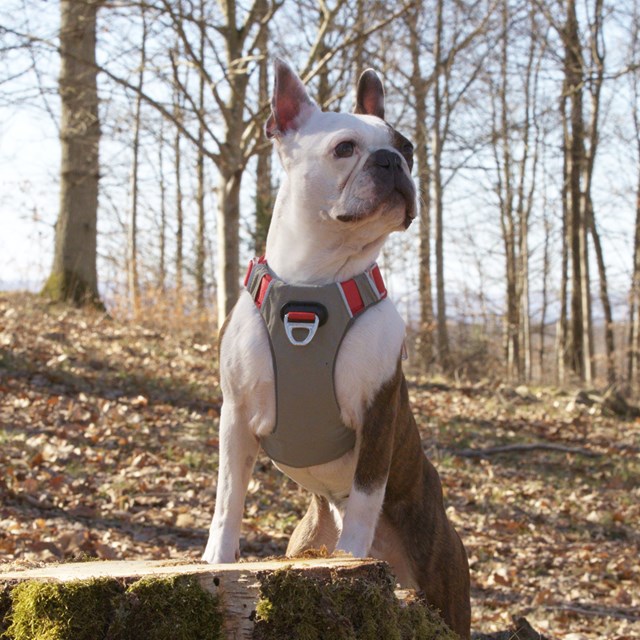 Safe-Walk Comfort Harness - Röd