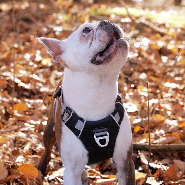 Safe-Walk Pro™ - Svart Hundsele