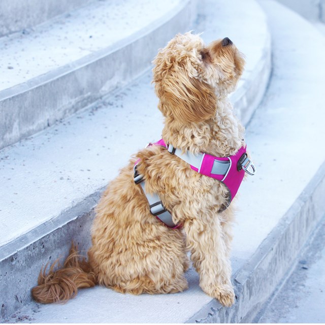 Safe-Walk Pro™ - Rosa Hundsele