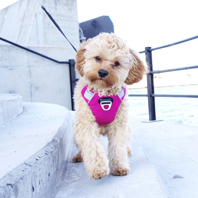 Safe-Walk Pro™ - Rosa Hundsele