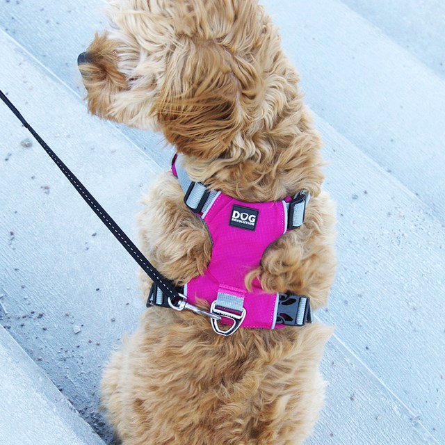 Safe-Walk Pro™ - Rosa Hundsele