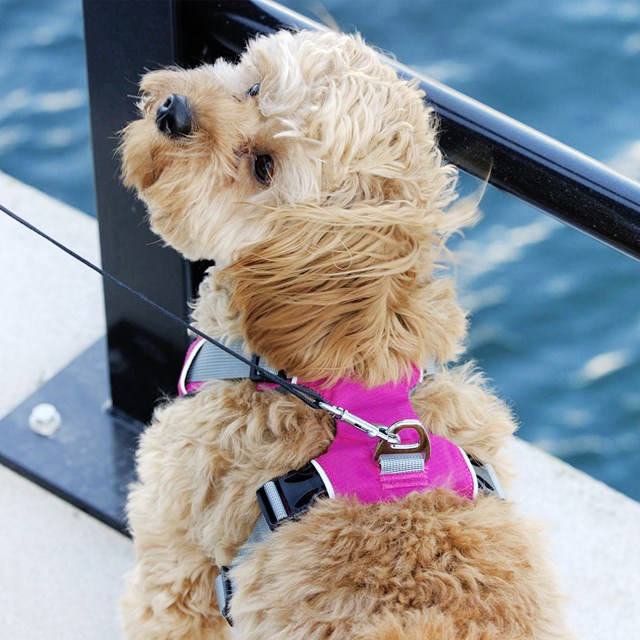 Safe-Walk Pro™ - Rosa Hundsele