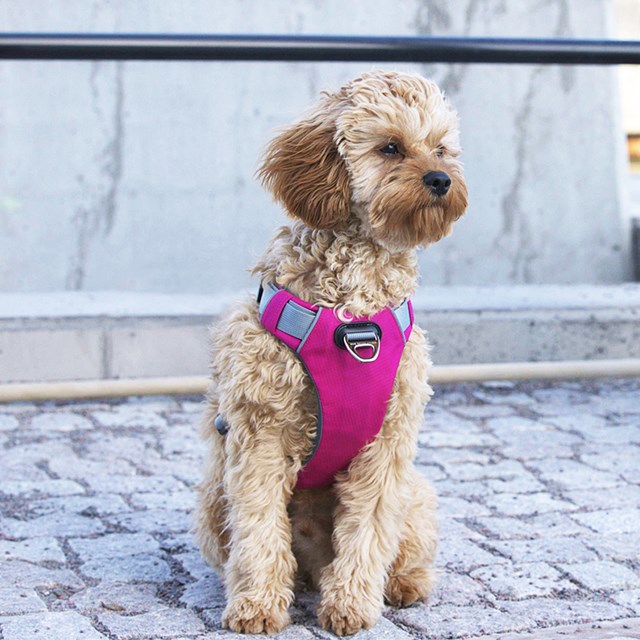 Safe-Walk Pro™ - Rosa Hundsele