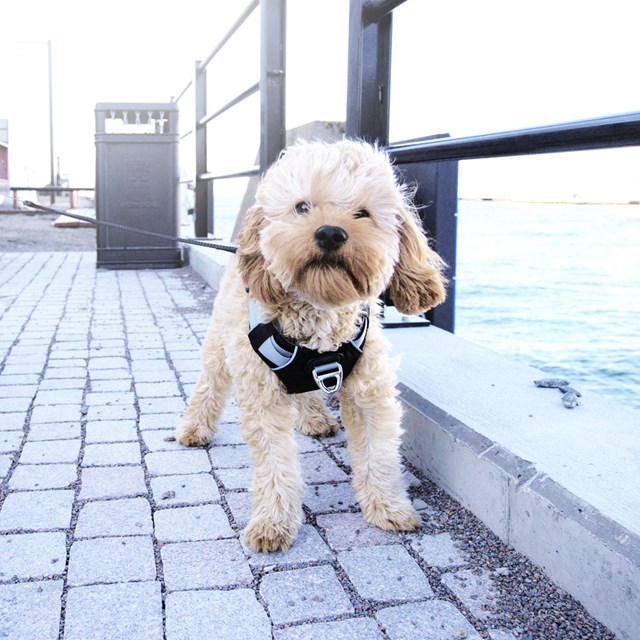 Safe-Walk Pro™ - Svart Hundsele