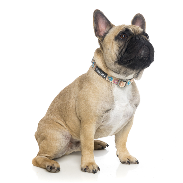 Go Nuts - Hundhalsband