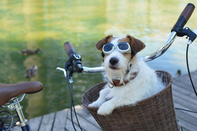 Hundglasögon ILS - Silver Skull / Smoke Lens