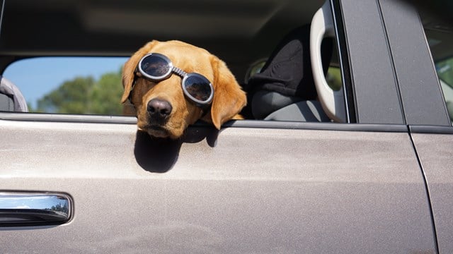 Hundglasögon ILS - Gray / Smoke Lens