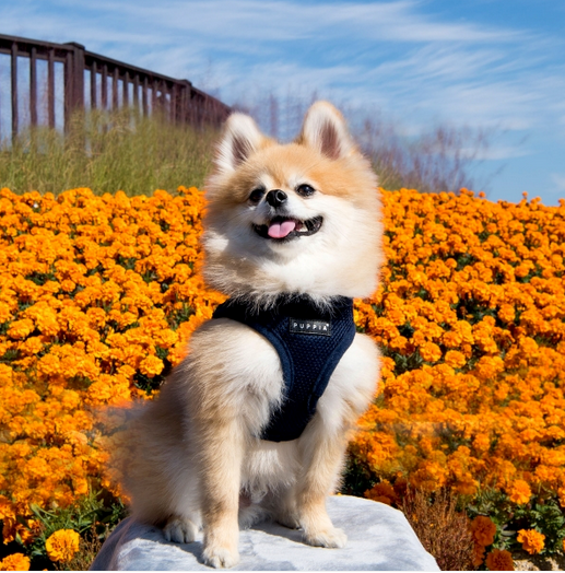 SOFT VEST Navy - Hundsele