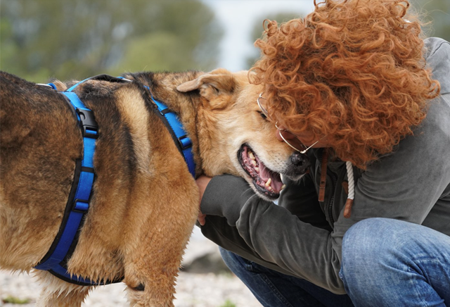 Anny-X Fun Hundsele Svart/Blå
