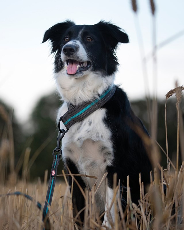 Fusion Extra brett halvstryp halsband - Grafit/Ocean