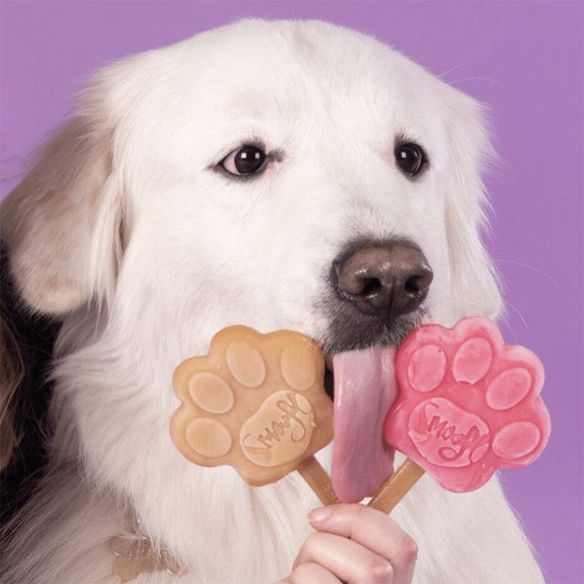 Smoofl Starter Kit - Hundglass