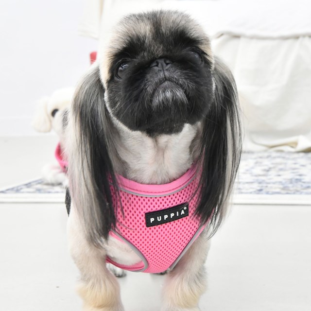 SOFT Harness A PRO Pink - Hundsele - Medium