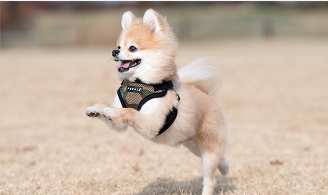 SOFT Camo - Step-in Hundsele