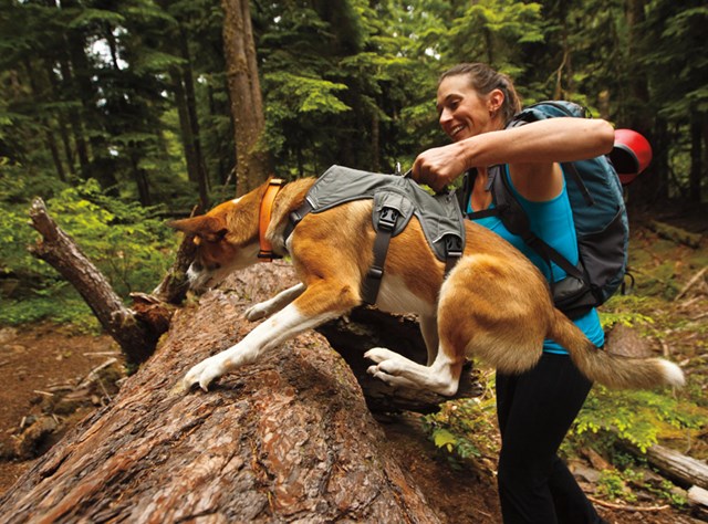 Web Master - Grå Multifunktionell Hundsele