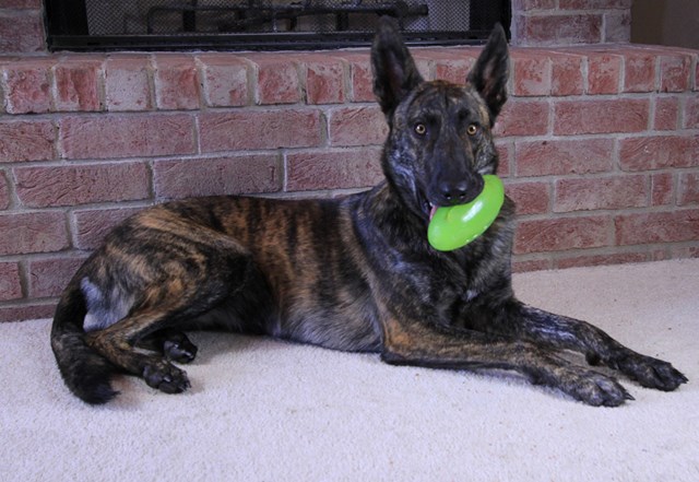 Starmark Pickle Pocket - AKTIVERINGSLEKSAK