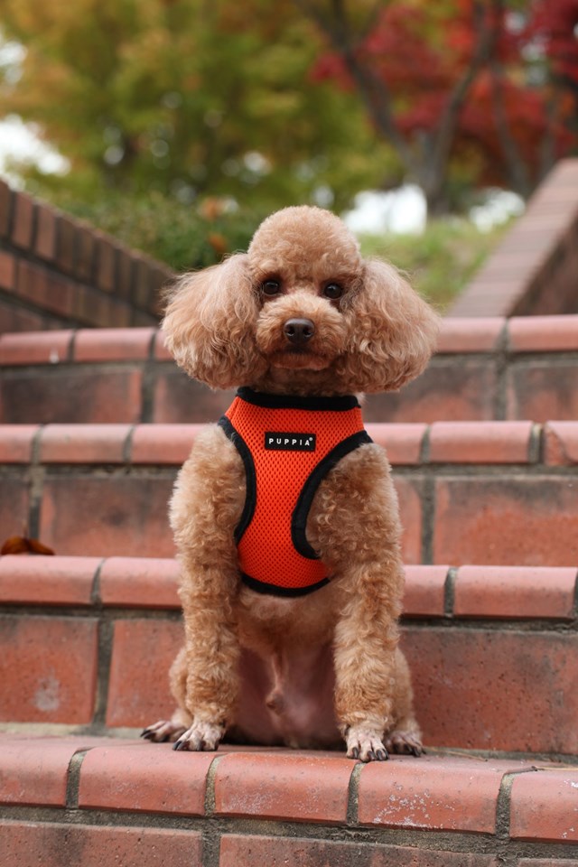 SOFT VEST Orange - Hundsele
