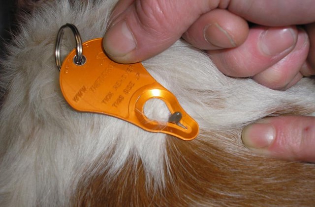 Tick Key Fästingborttagare för nyckelknippa