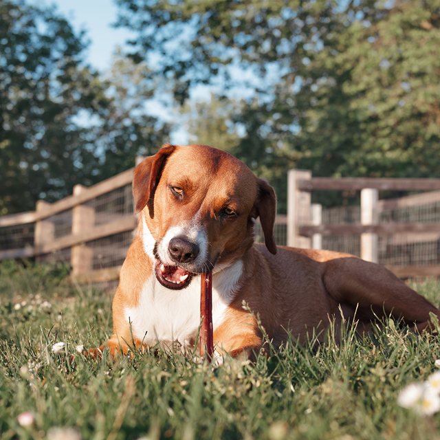 Torkad Tjurmuskel 20 cm