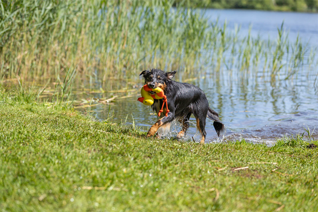 Aqua Toy Anka Med Rep 20 cm