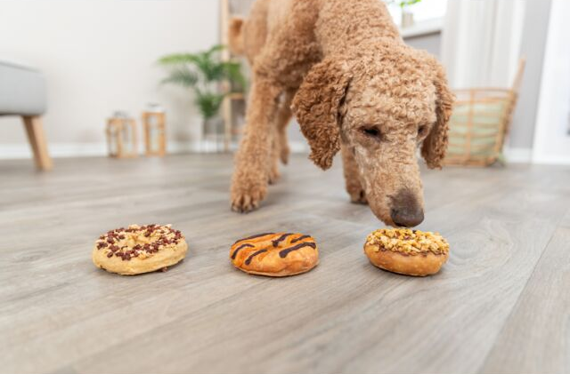 Trixie Donuts Mix 3×55g