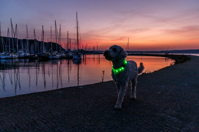 Trixie Flash Light Band USB - Limegrön