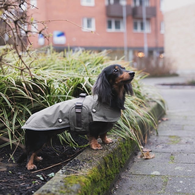 Trixie Hermy Olivgrön 43 cm