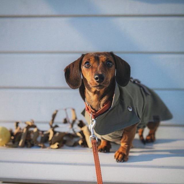 Trixie Hermy Olivgrön 43 cm