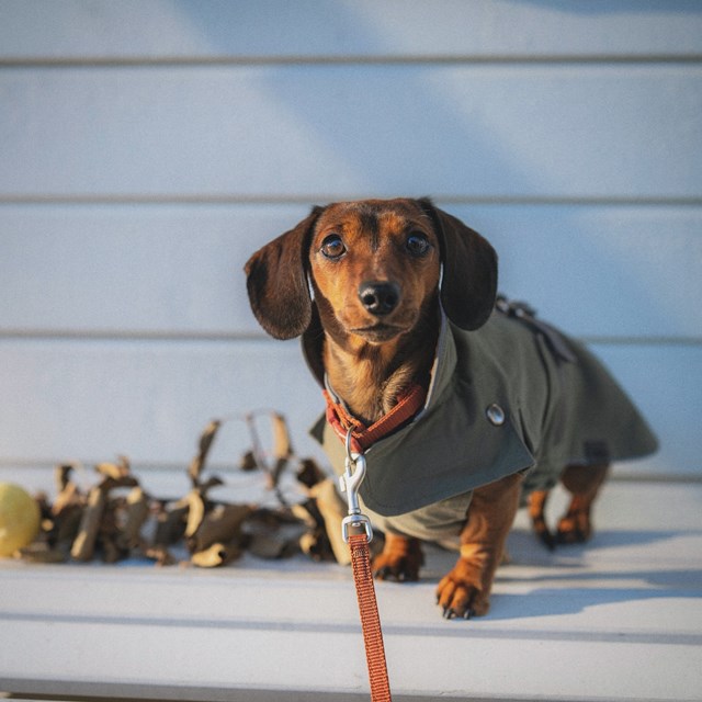 Trixie Hermy Olivgrön 43 cm