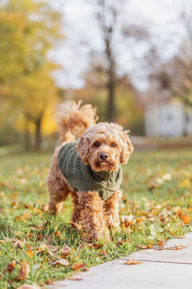 Trixie Norwood Pullover Olivgrön 21 cm