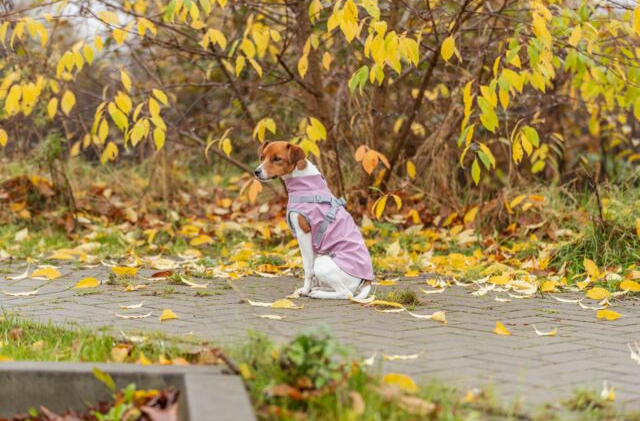 Trixie Pontis Regntäcke med integrerad sele - Rosa
