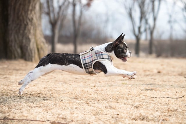 JUNIOR Beige - Jacket Hundsele