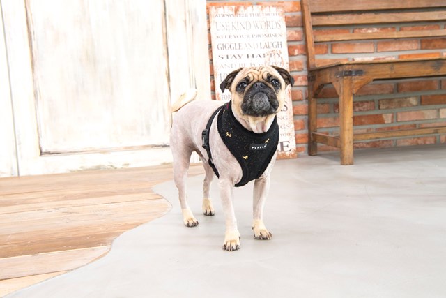 Gia Black - Fodrad Hundsele