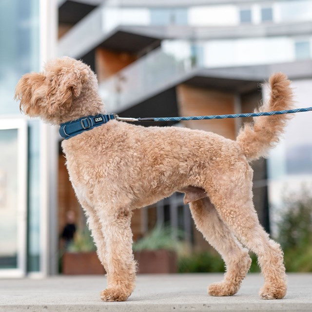 URBAN EXPLORER 3.0 HALSBAND OCEAN BLUE