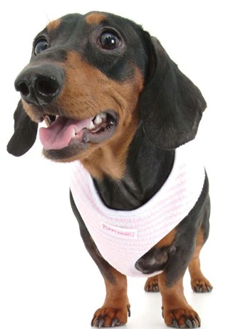 Warm Stripe Body Sele Rosa