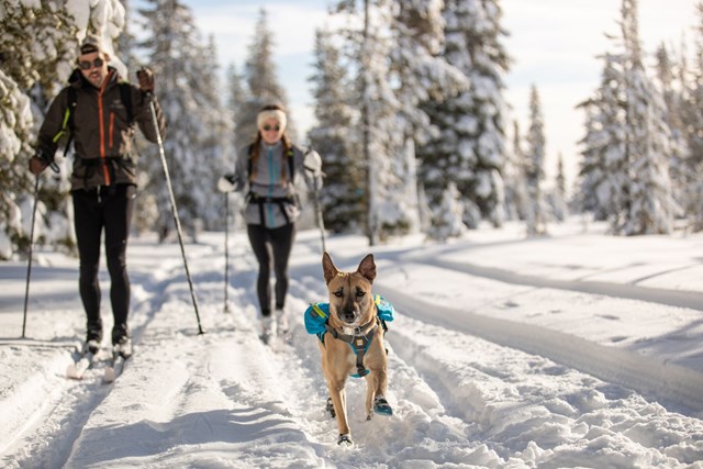 SINGLETRAK PACK - BLUE DUSK