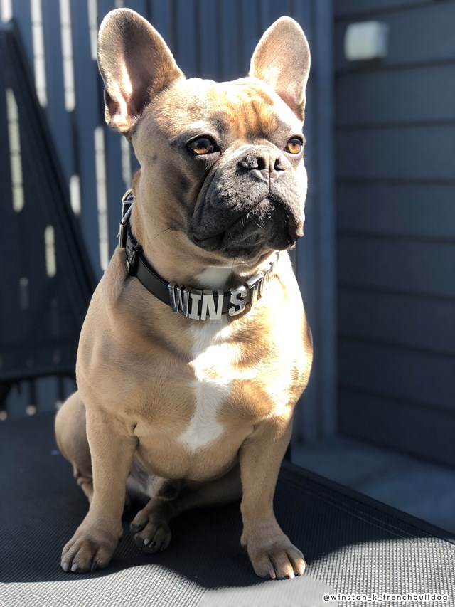 Personligt Hundhalsband 3 cm - Svart