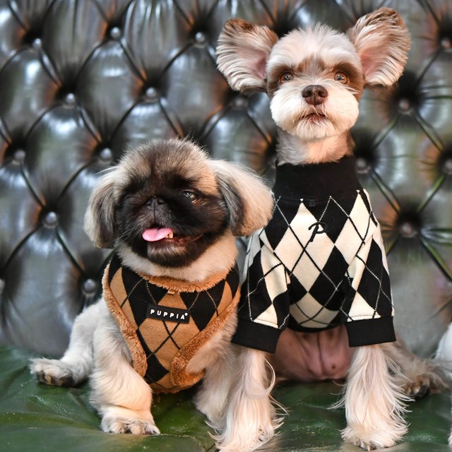 Jaden Beige - Jacket Hundsele