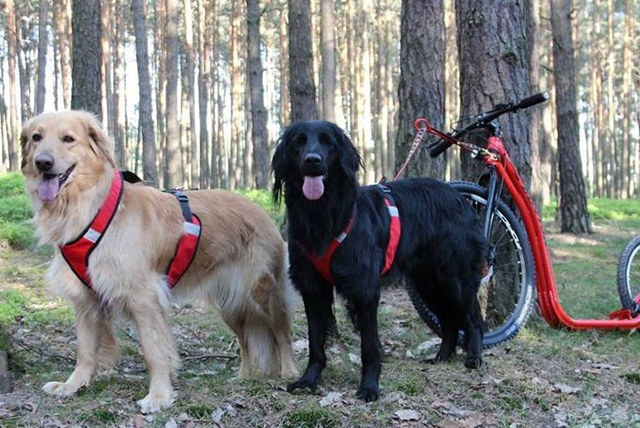 Zero DC Shorter Röd