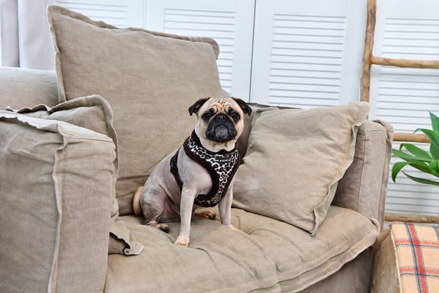 Leonard Brown - Fodrad Hundsele